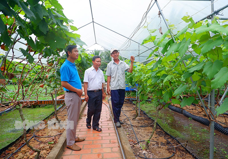 Mô hình trồng nho kết hợp làm du lịch nông nghiệp tại xã Đại Điền. Ảnh: V. Minh