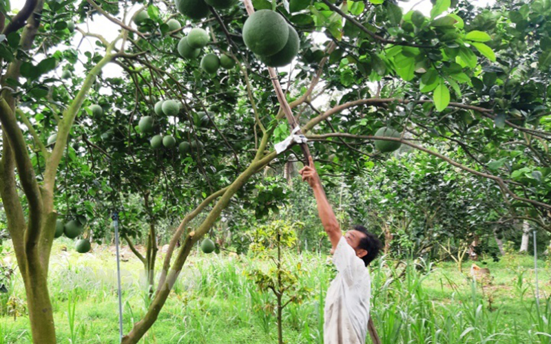 Mỏ Cày Nam ứng dụng khoa học công nghệ trồng bưởi mang lại kinh tế cao cho người dân.