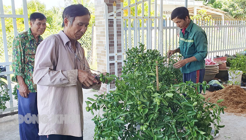 Người dân ấp Hòa Khánh cắt tỉa tắc kiểng phục vụ Tết Nguyên đán 2024.