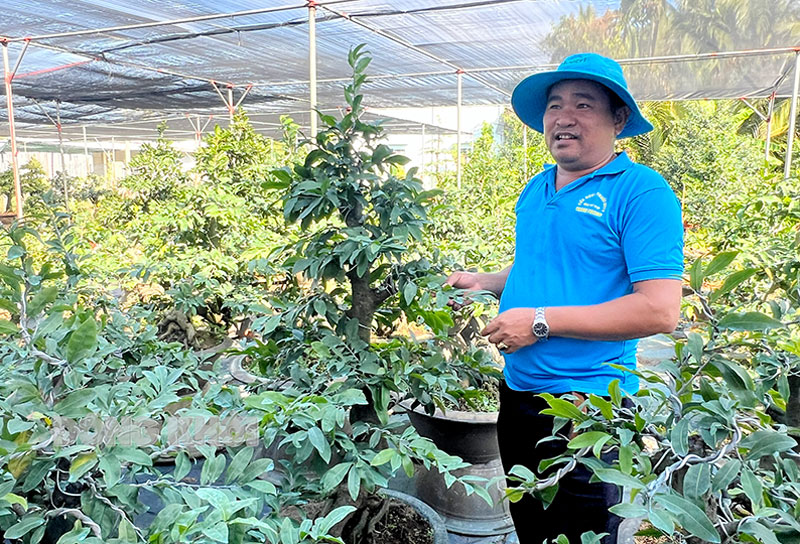 Hội quán Mai vàng bonsai Cái Mơn kết nối thành viên, chia sẻ lợi ích Anh Trần Văn Việt - thành viên Hội quán Mai vàng bonsai Cái Mơn đang chăm sóc mai trong vườn nhà.