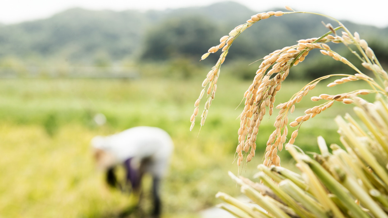 Nga gia hạn cấm xuất khẩu gạo. Ảnh: Getty Images