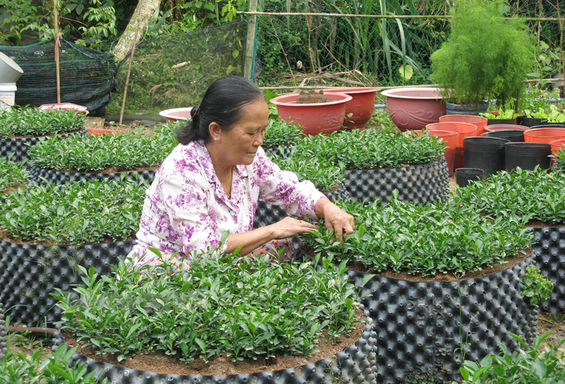 Cán bộ phụ nữ nhiệt tình công tác xã hội Bà Nguyễn Thị Hồng Vân chăm sóc cây giống cam sành.