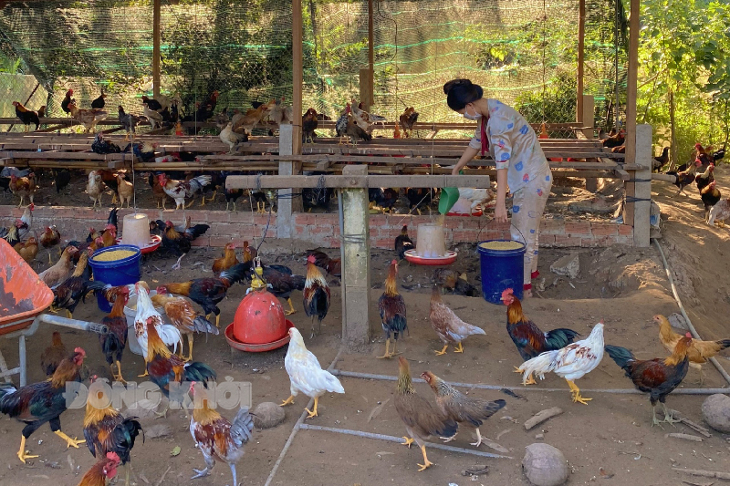 Gà ta thả vườn đang mang lại hiệu quả kinh tế cao cho người dân nông thôn.