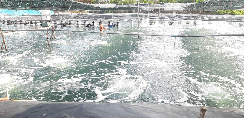 Tỉnh đặt ra nhiều chỉ tiêu, nhiệm vụ về phát triển kinh tế - xã hội năm 2024 Phát triển nuôi trồng thủy sản theo hướng ứng dụng công nghệ cao, an toàn sinh học.