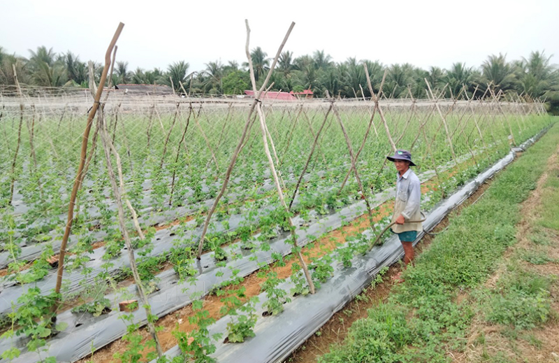 Cánh đồng trồng rau màu ấp Tân Hòa.