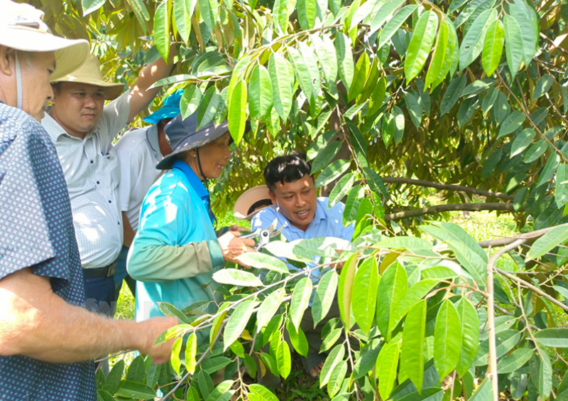 Kỹ sư Lê Trí Nhân (bìa phải) tư vấn cây trồng cho nông dân ở xã Quới Thành (Châu Thành). Ảnh: CTV