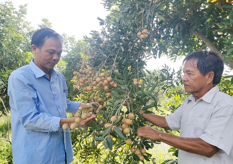 Sản xuất nông nghiệp tại xã đảo Tam Hiệp, huyện Bình Đại. 