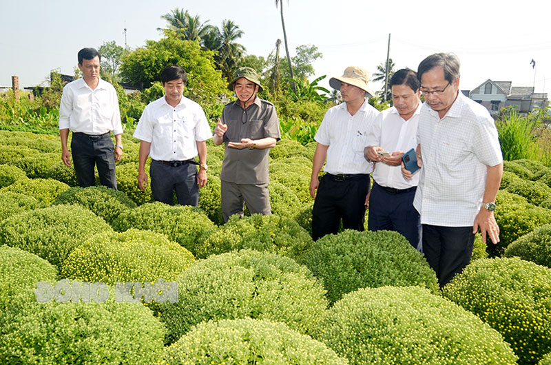 Chủ tịch UBND tỉnh Trần Ngọc Tam khảo sát làng sản xuất cúc mâm xôi xã Long Thới (Chợ Lách). Ảnh: Trần Quốc