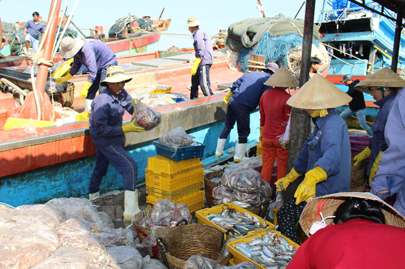 Tàu đánh bắt thủy sản về cảng cá Bình Đại.