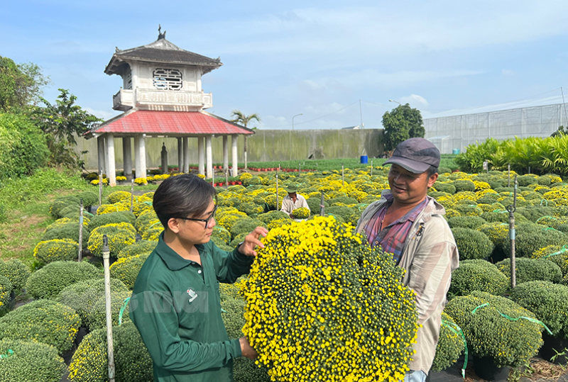 Gia đình ông Trịnh Minh Thống (xã Vĩnh Thành, huyện Chợ Lách) giới thiệu cúc mâm xôi cho thương lái mang ra Hà Nội tiêu thụ.