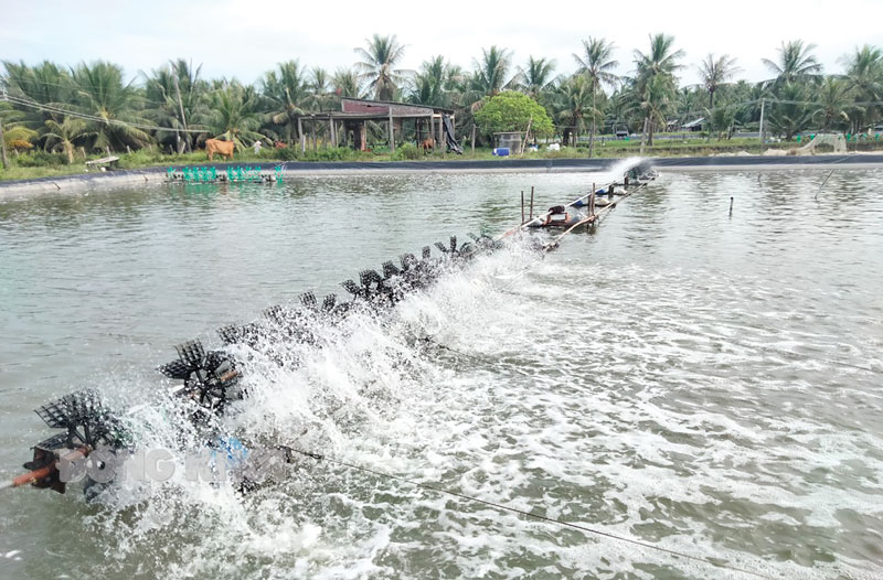 Mô hình nuôi tôm công nghiệp của ông Trần Văn Hừng. Ảnh: T. Lập