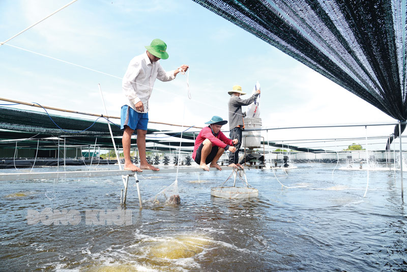 Chuyển biến từ thực hiện 2 nhiệm vụ trọng tâm, đột phá Nhiều nông dân huyện Bình Đại đầu tư, mở rộng diện tích nuôi tôm thẻ chân trắng theo quy trình công nghệ cao. Ảnh: T. Lập