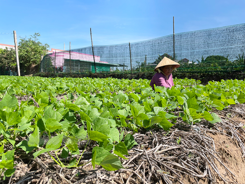Bình Đại phát huy hiệu quả đề án sinh kế giảm nghèo Mô hình trồng màu duy trì hiệu quả Đề án sinh kế giảm nghèo của người dân huyện Bình Đại.