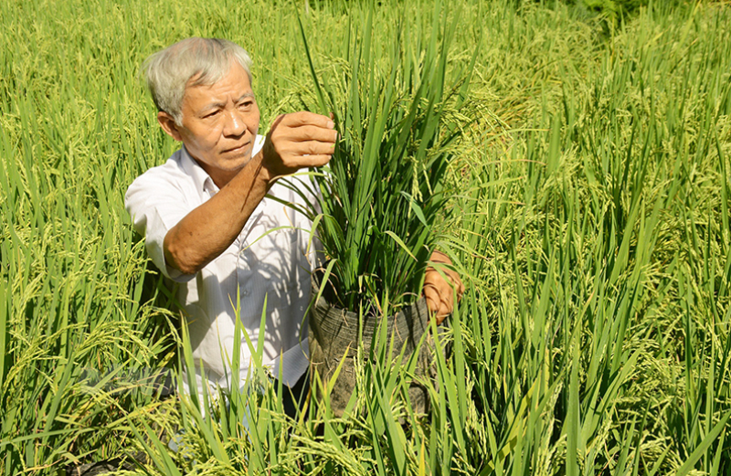Độc đáo kiểng lúa Ông Nguyễn Văn Phương thường xuyên theo dõi sự phát triển của cây lúa trong chậu kiểng.