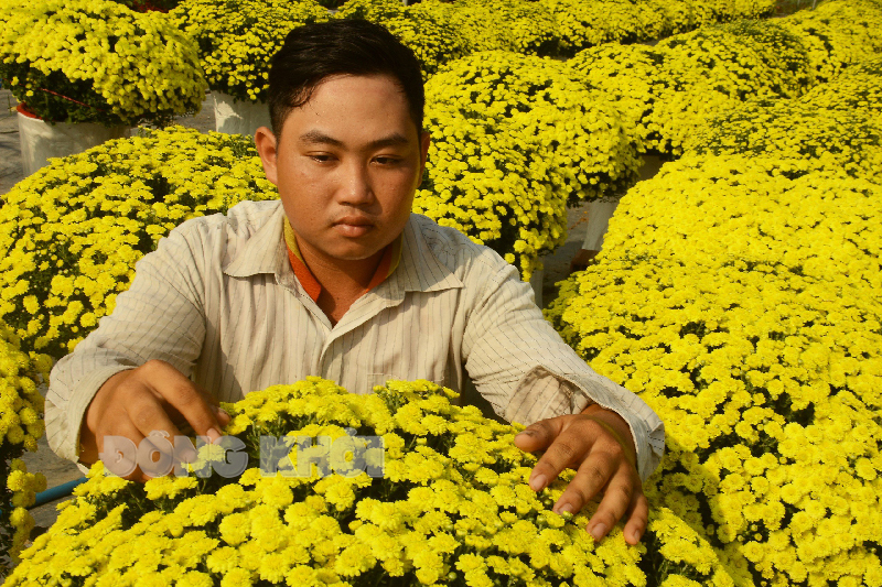 Anh Nguyễn Quốc Cường kiểm tra chất lượng cúc mâm xôi truyền thống trước khi xuất ra thị trường.