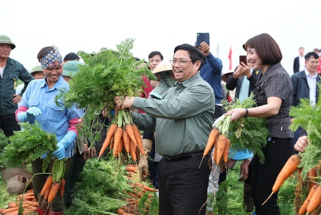 Thủ tướng Phạm Minh Chính thu hoạch cà rốt cùng nông dân xã Đức Chính, huyện Cẩm Giàng. (Ảnh: Dương Giang/TTXVN)