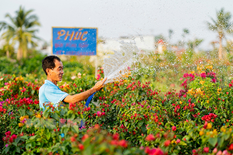 Vận động nông dân phát triển nông nghiệp, xây dựng nông thôn mới Nông dân Chợ Lách chăm sóc hoa kiểng. Ảnh: Quốc Thi