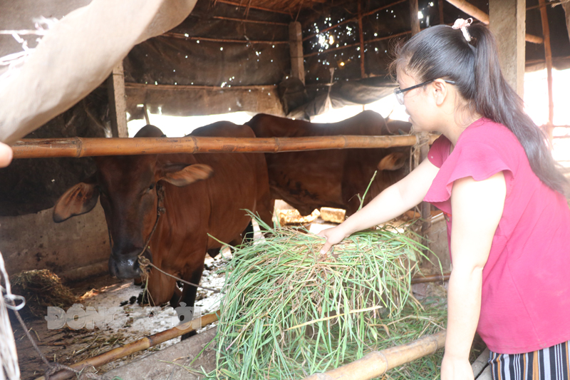 Triển khai thực hiện Đề án Phát triển công nghiệp chế biến thức ăn chăn nuôi đến năm 2030 trên địa bàn tỉnh Chọn các giống cây trồng có khả năng chịu hạn mặn tốt nhằm đáp ứng phần lớn nhu cầu thức ăn đối với gia súc nhai lại là 1 trong những nội dung trong kế hoạch.