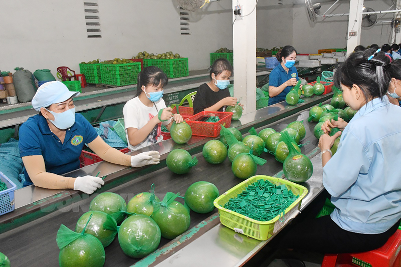 Sơ chế bưởi da xanh xuất khẩu tại cơ sở Hương Miền Tây, thị trấn Phước Mỹ Trung, huyện Mỏ Cày Bắc.
