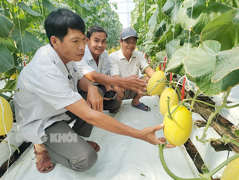 Mô hình trồng dưa lưới kết hợp du lịch của ông Nguyễn Văn Hùng, xã Tân Thủy, huyện Ba Tri.