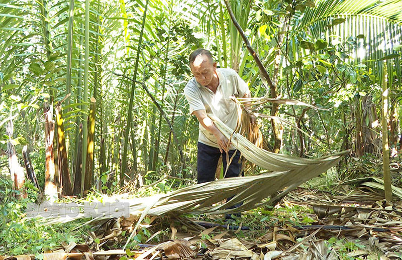 Ông Nguyễn Văn Hồng Vân đang ủ gốc giữ ẩm cho cây vào mùa khô.