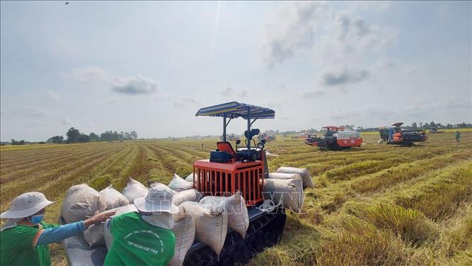 Thủ tướng chỉ thị đẩy mạnh sản xuất, kinh doanh, xuất khẩu lúa, gạo bền vững Nông dân huyện Thoại Sơn (An Giang) thu hoạch lúa Đông Xuân. Ảnh minh họa: Công Mạo/TTXVN