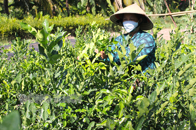 Phụ nữ xã Hưng Khánh Trung A sử dụng vốn vay hiệu quả Bà Phạm Thị Bé Sáu bên vườn cây chanh giống của gia đình.