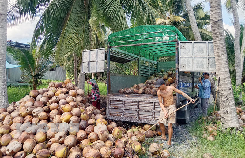 Mỹ Hưng tập trung đầu tư thế mạnh là dừa hữu cơ.