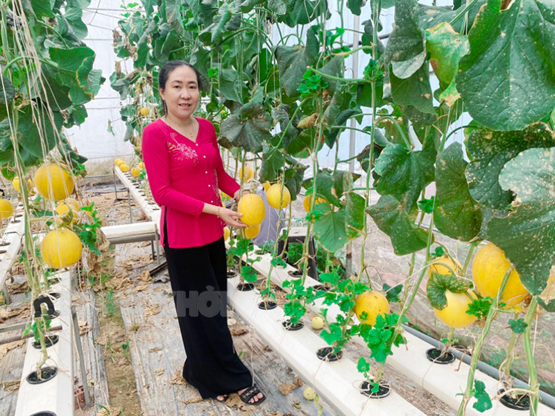 Cô Nguyễn Thị Xuân Trang bên vườn dưa lưới trồng theo quy trình thủy canh ứng dụng chuyển đổi số trong nông nghiệp.