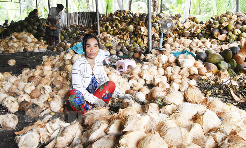 Hợp tác xã Nông nghiệp Phước Hiệp, huyện Mỏ Cày Nam hoạt động hiệu quả, duy trì việc làm cho người lao động.