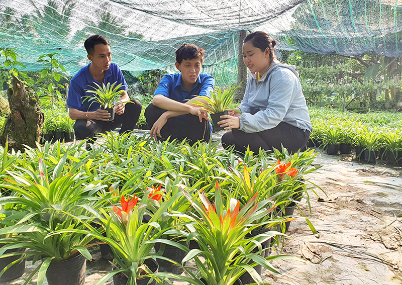 Mô hình vườn ươm cây phát lộc của bạn Ngô Thanh Bình, ấp Bình An A, thị trấn Chợ Lách.