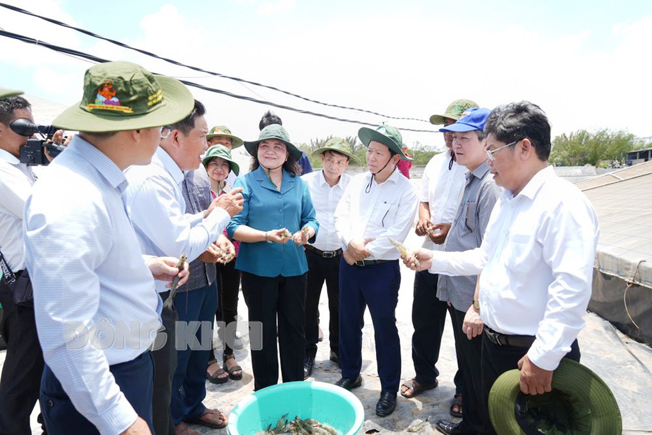 Đoàn đến thăm, khảo sát mô hình nuôi tôm công nghệ cao của ông Đặng Văn Bảy, xã Thạnh Phong, huyện Thạnh Phú. Ảnh: Huyền Trang