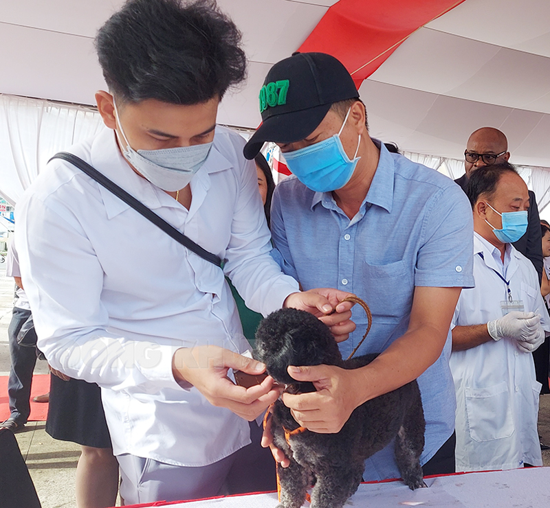 Khắc phục hạn chế trong công tác phòng chống bệnh dại Người dân tiến hành rọ mõm chó khi thả rông.