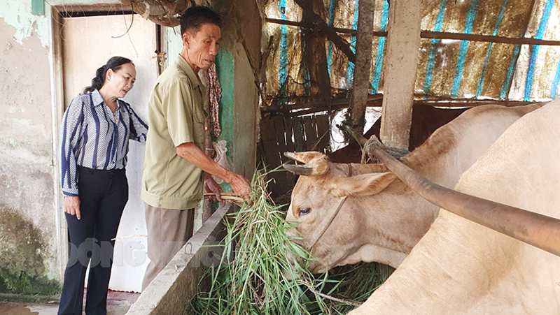 Ông Nguyễn Văn Cồ thoát nghèo nhờ nguồn vốn hỗ trợ của Hội Cựu chiến binh xã Phước Ngãi.