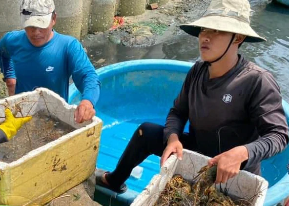 Người dân thị xã Sông Cầu buồn bã khi tôm hùm chết hàng loạt.