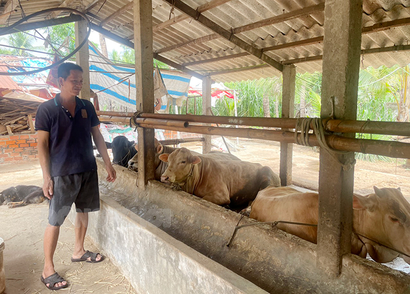 Anh Nguyễn Văn Trúc Linh được tiếp cận nguồn vốn tín dụng chính sách xã hội phát triển đàn bò, giúp cải thiện kinh tế gia đình, thoát nghèo bền vững.
