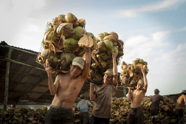 Vác vỏ dừa vào kho.