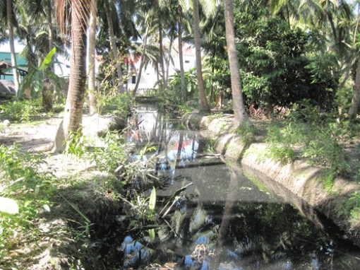 Một lò giết mổ bò gây ô nhiễm môi trường