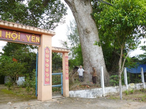 Cây Dầu Rái trên 200 tuổi