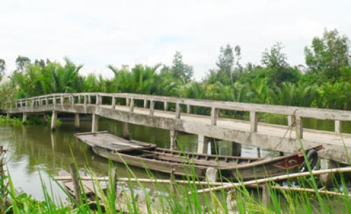 Mía nằm phơi khô vì ghe có tải trọng lớn không vào được