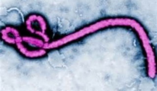 WHO chấp thuận phương pháp xét nghiệm nhanh đầu tiên phát hiện virus Ebola