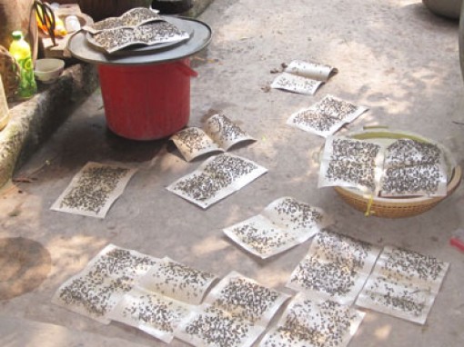 Sản xuất hạt giống cam gây ô nhiễm môi trường