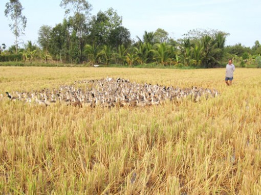 Đất cấp cho hộ gia đình, thi hành án gặp nhiều vấn đề nan giải