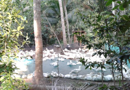 Khắc phục ô nhiễm môi trường do chăn nuôi vịt