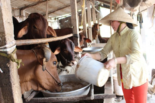 Ý chí thoát nghèo của cựu binh Lê Văn Danh Ý chí thoát nghèo của cựu binh Lê Văn Danh