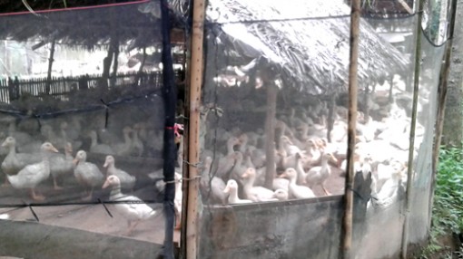 Tranh chấp đường thoát nước ô nhiễm do chăn nuôi