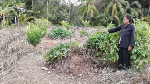 Thiệt hại vì bị người bệnh “tâm thần” phá hoại cây trồng