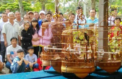 Hội thi đá chim cảnh nghệ thuật TP. Bến Tre