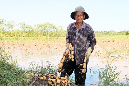 Thạnh Phú: Hộ trồng sen gặp khó vì củ không bán được