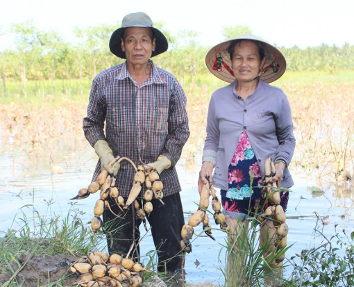 Thạnh Phú hộ trồng sen phấn khởi tìm được “đầu ra”